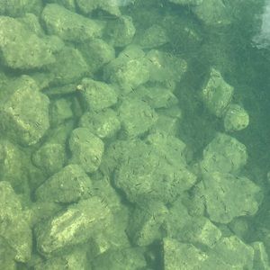 Meet your Posher, Irma